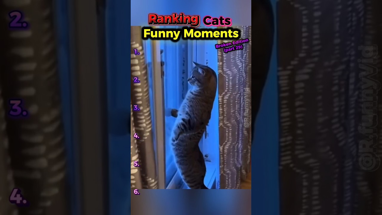 Bro Built Like A Boomerang 💀 | Ranking Broken Cats (part 28)