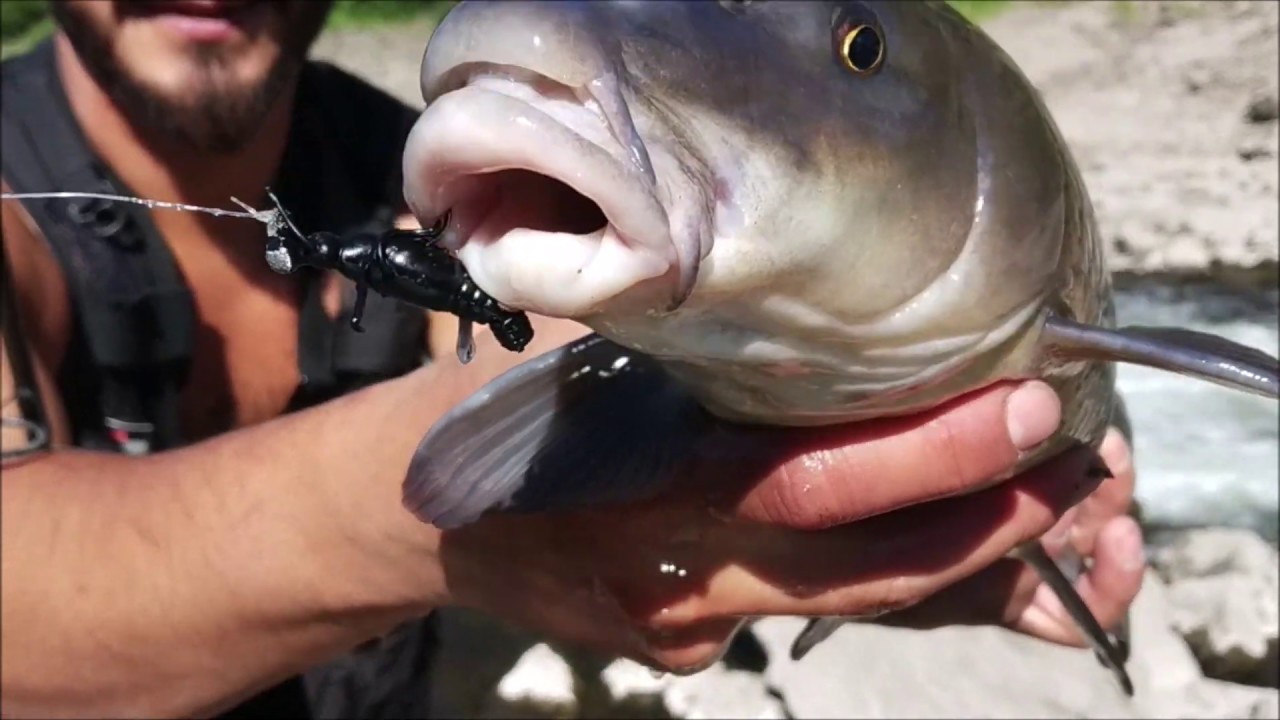 Small lure - Big fish | Barbo com Savage Gear Mayfly