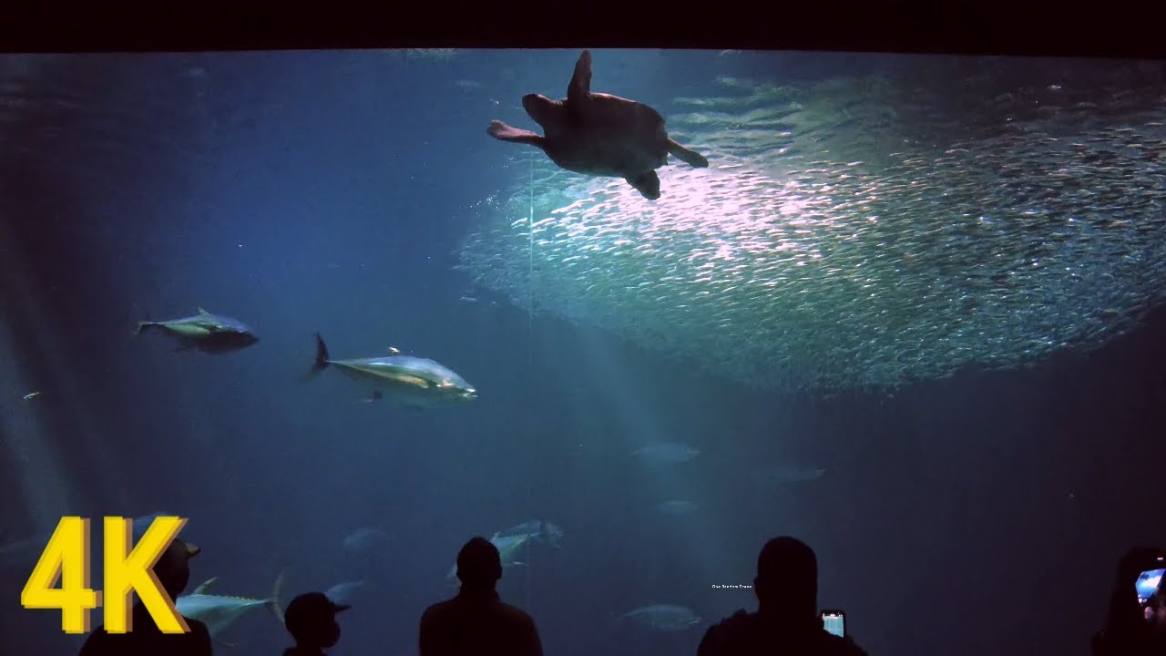 Monterey Bay Aquarium Complete Walking Tour | 4K Aquarium Tour, Full Walk, USA, POV Tour