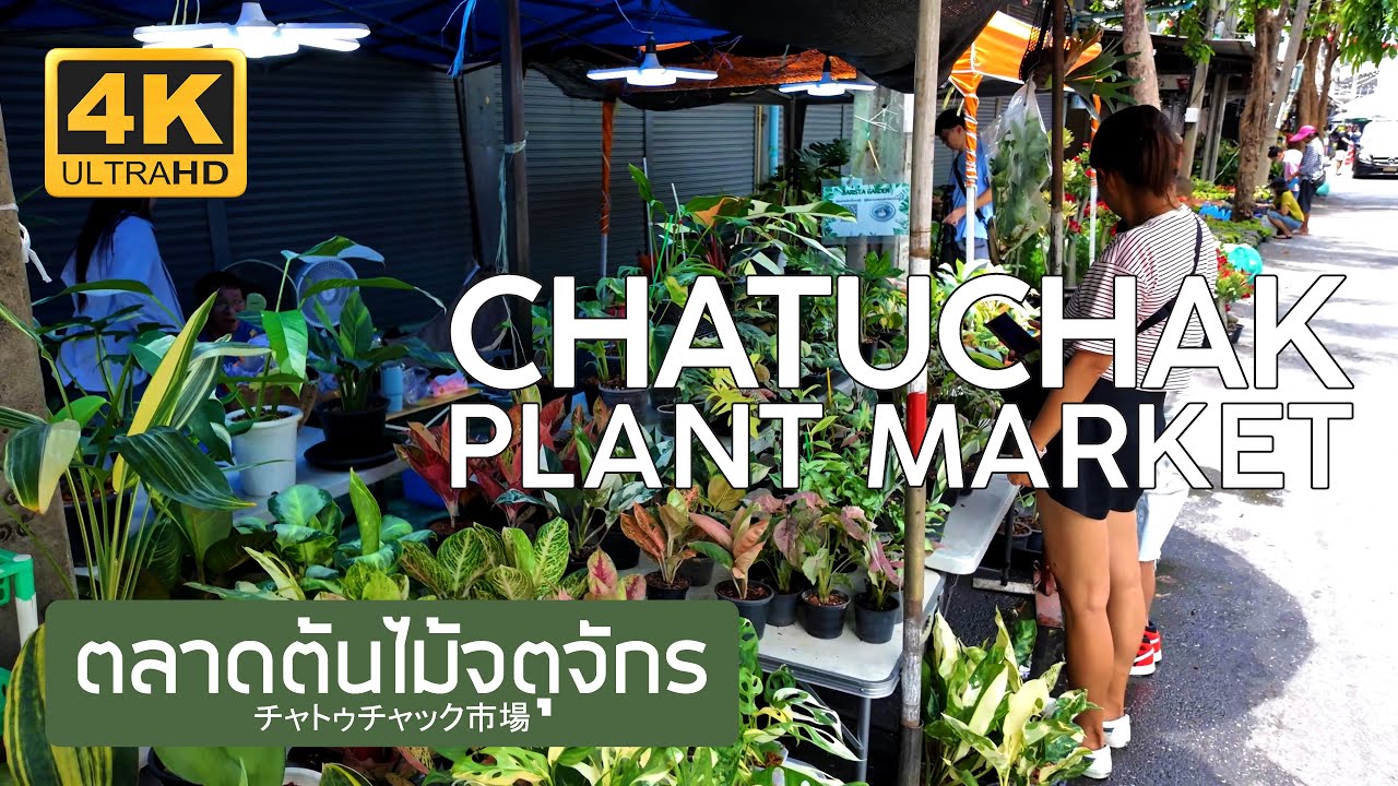 ตลาดต้นไม้จตุจักร 22 พฤษภาคม 2568 Chatuchak Plant Market May 22nd, 2025 チャトゥチャック市場 バンコク タイ