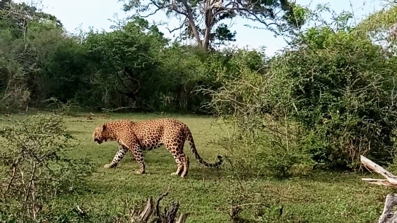 Leopard | Yala national park | Srilanka | Ceylon | Safari | tiger | දිවියන් | chavi de mel