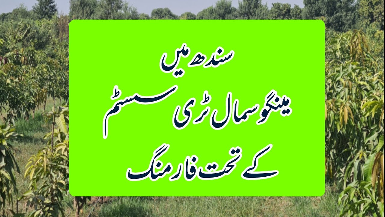 Mango STS Orchards in Sindh Saleh Pat ( Sukkur)