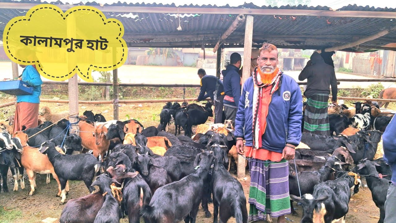 আজ ২৫/১২/২৫ দেখুন কালামপুর হাট ধামরাই ঢাকা। 