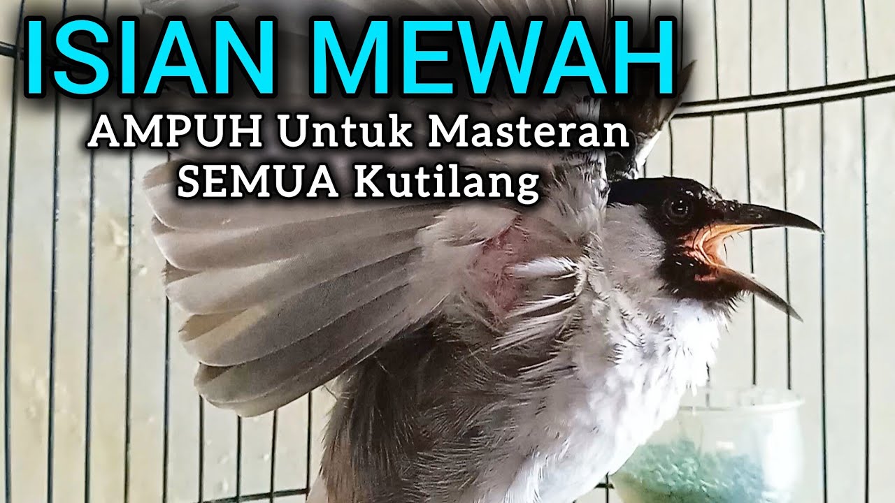 Suara Burung Kutilang Gacor ISIAN MEWAH Untuk Masteran Semua Kutilang