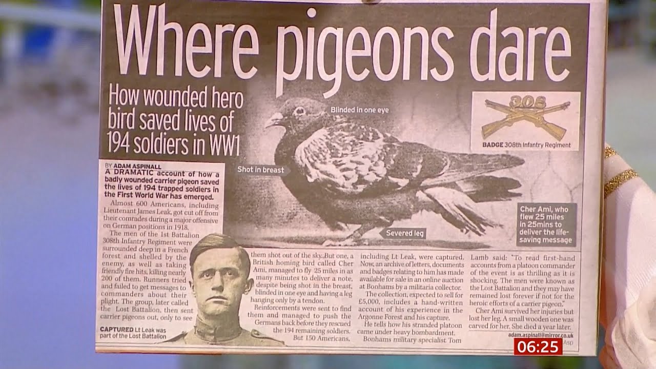 How a pigeon (Cher Ami) helped save the 'Lost Battalion' (WWI) (France) BBC News - 21st January 2021