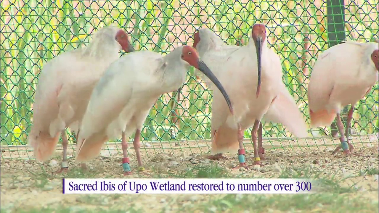 Ramsar Wetland City