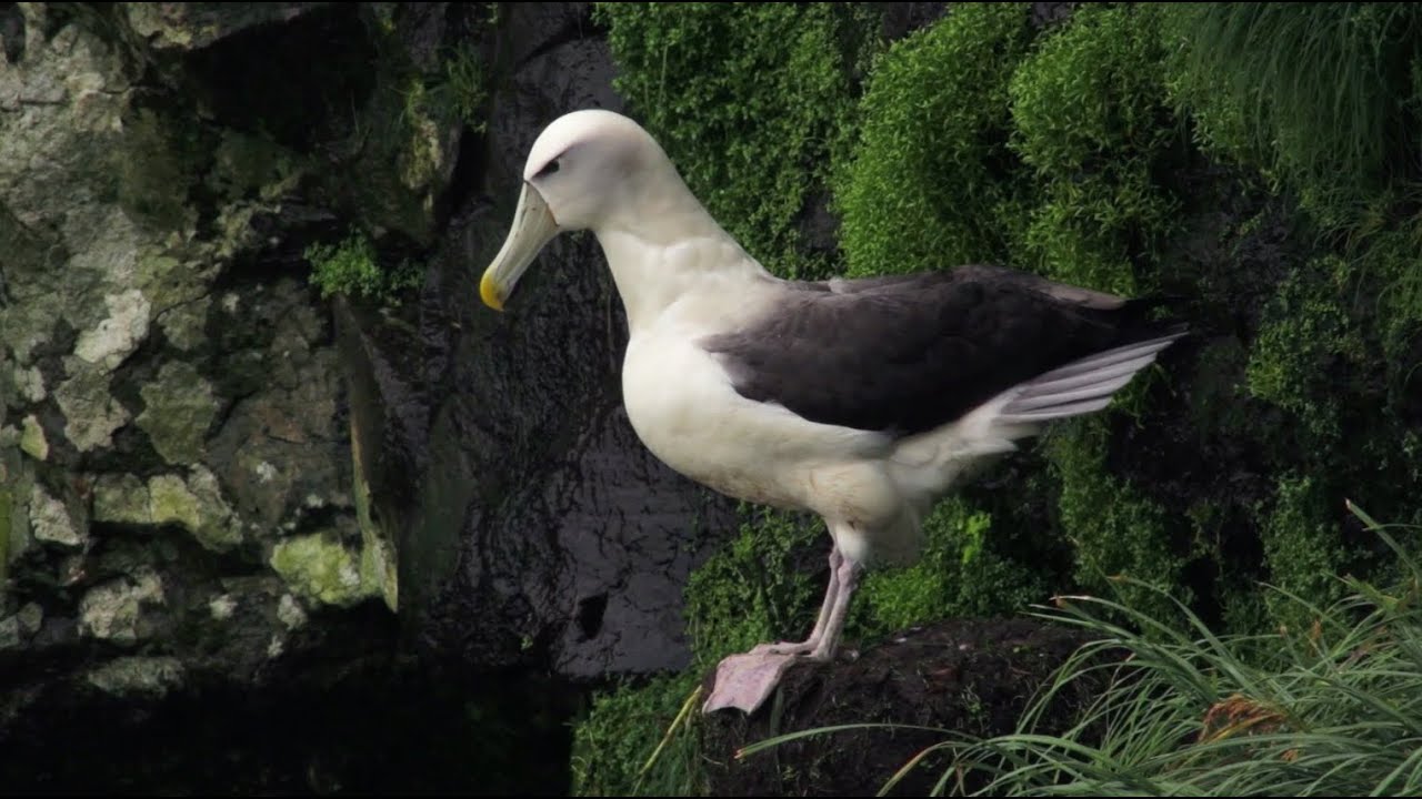 Nature Moment - Flying Albatrosses