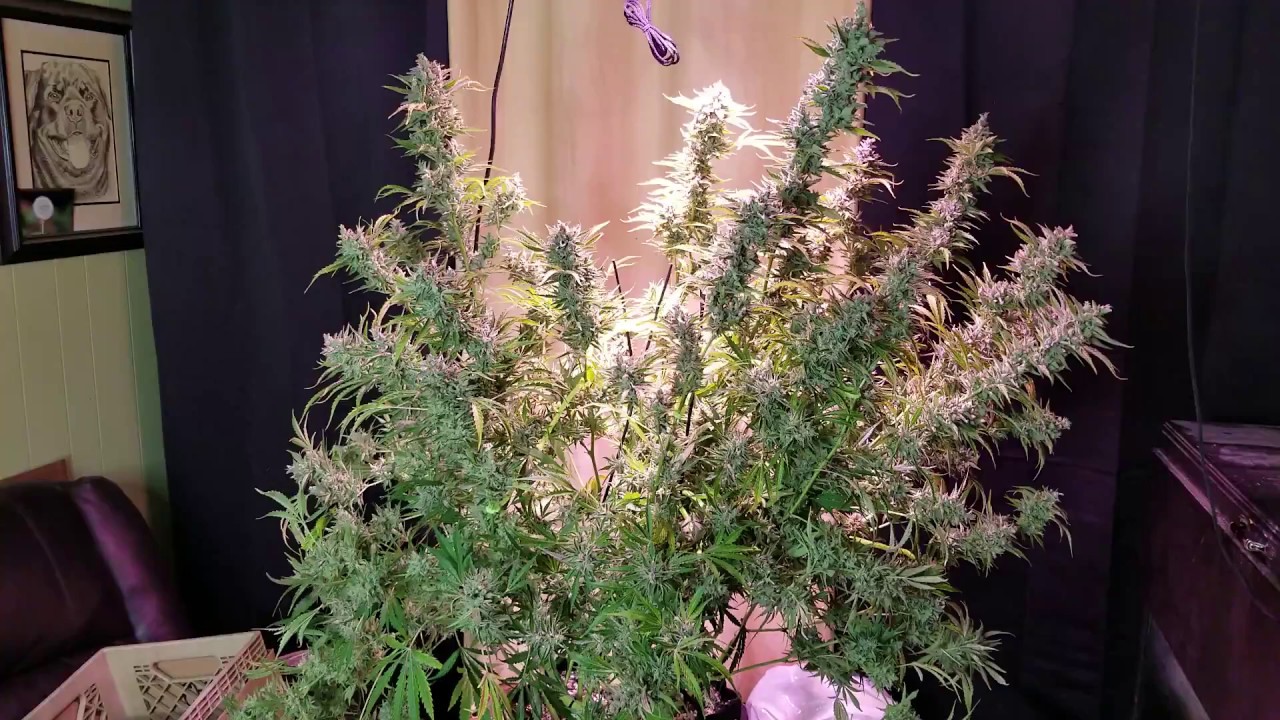 Critical Mass Autoflower. Canuk Seeds.