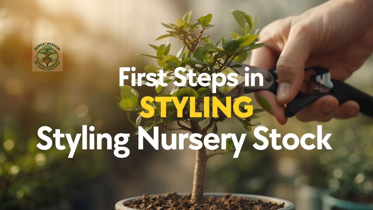 Styling a nursery stock plant,Blue Desmodium
