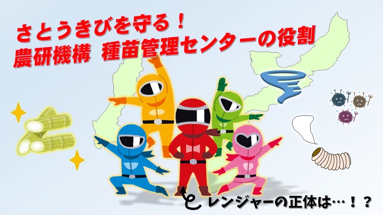 砂糖の原点！さとうきびの原原種ってなに？