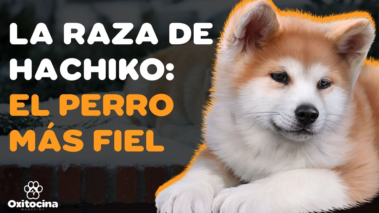 AKITA INU: 9 COSAS que debes saber