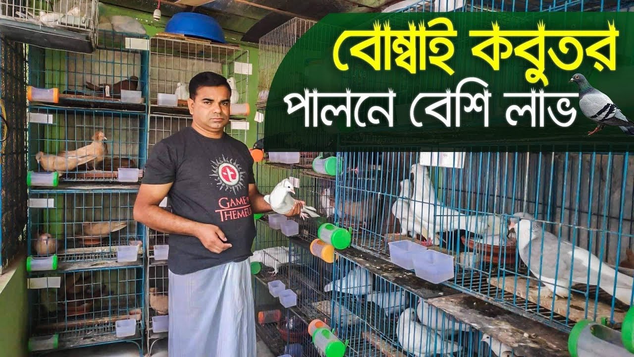 বিভিন্ন জাতের বোম্বাই কবুতর পালন করে সফল নরসিংদীর সারোয়ার। Pigeons farming Bangladesh