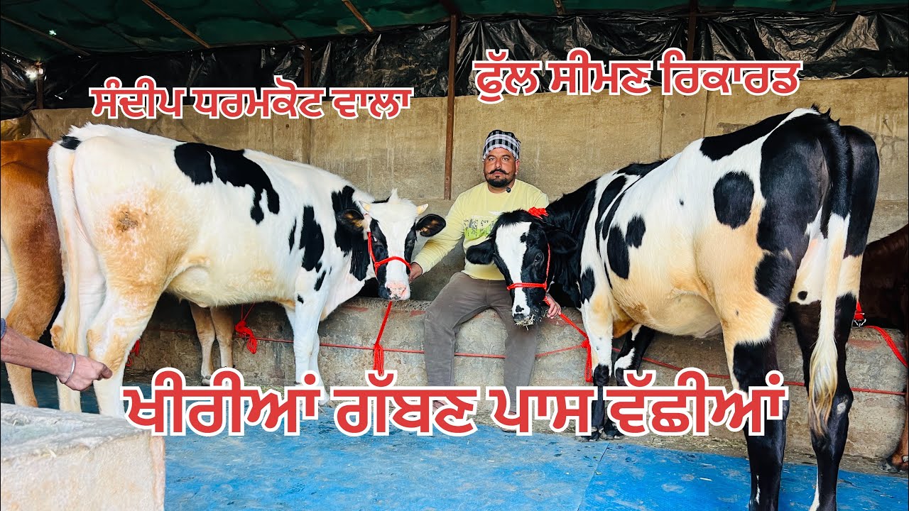 ਬਿਲਕੁਲ ਸਸਤੇ ਮੁੱਲ 🔥ਖੀਰੀਆਂ ਗੱਬਣ ਵੱਛੀਆ ਵਿਕਾਉ-7 heifer for sale 