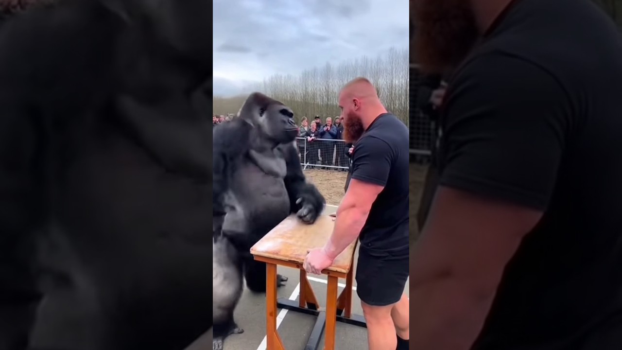 Gorilla vs Strongest Man | Unbelievable Arm Wrestling 😱