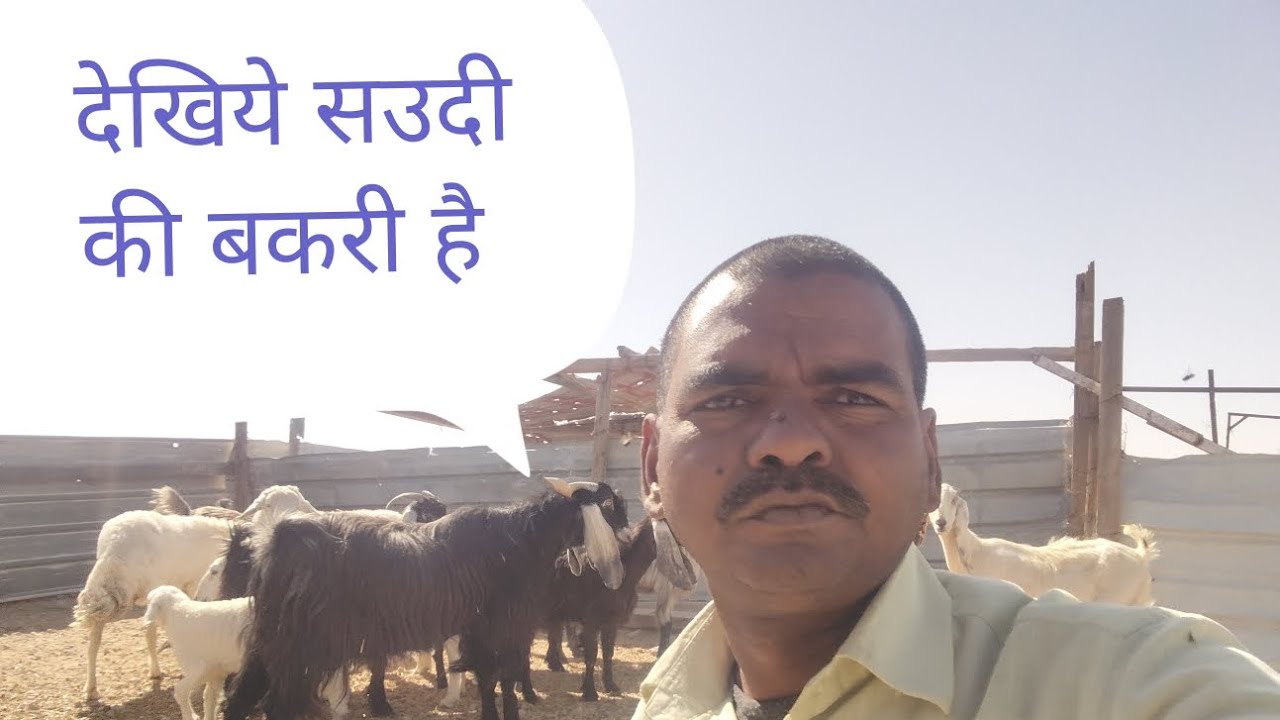 सऊदी अरब देखिए बकरी के  #video #dekhiae #Saudi #Arab ka  #video #DalsingharSaudiArab 