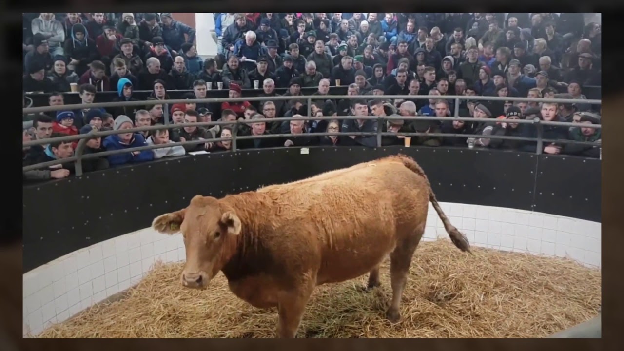 Martin O'Connor's In calf Heifer Sale 2019 (Report)