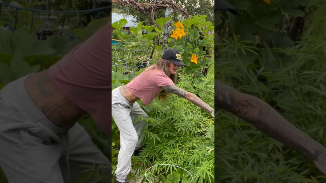 Cannabis Plant 6 feet wide! #homestead #gardening #garden #homesteader #cannabis #cannabiscommunity