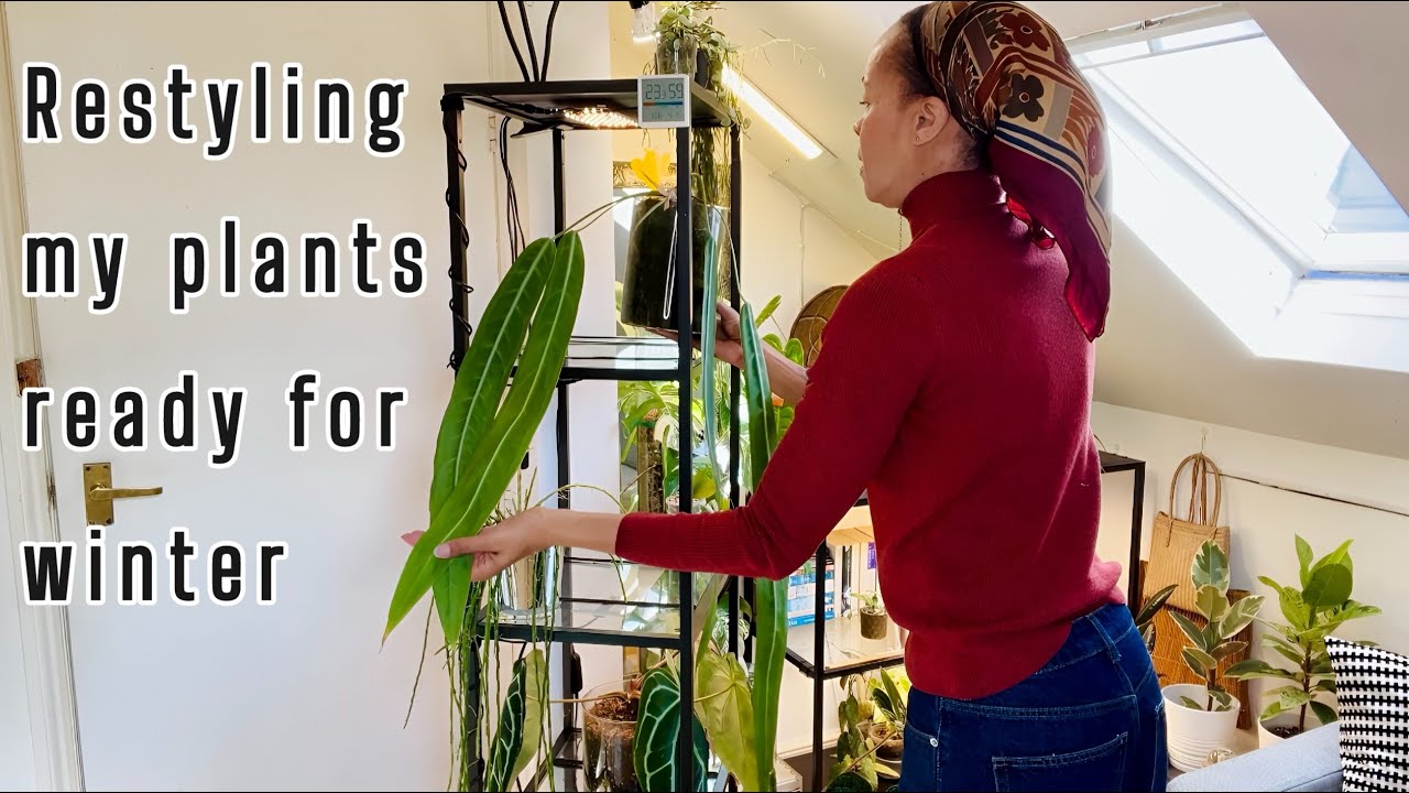 Restyling Houseplants For Winter ❄️ Strategic Placement For Low Light/Temperature V The Sun Lovers 