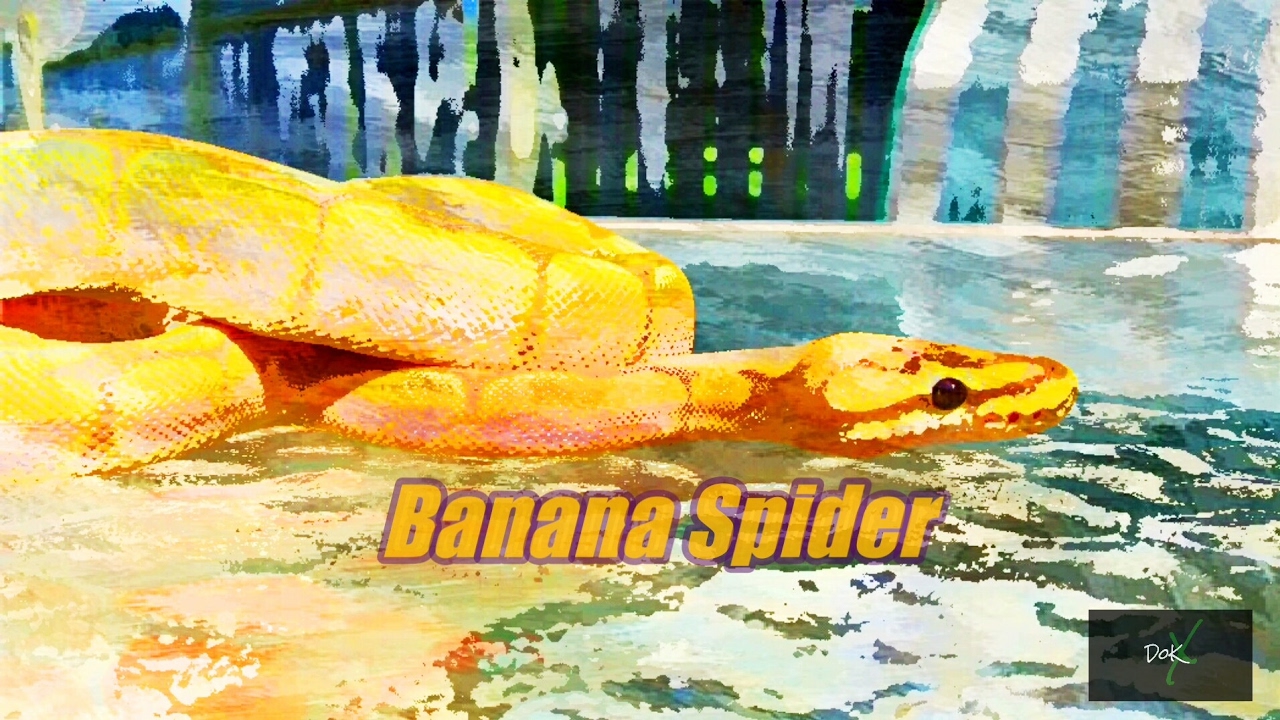 Banana Spider ♀ - Ball Python - Outdoors