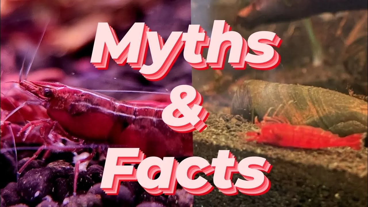 «Освоение ухода за креветками рода Neocaridina: подробное руководство»