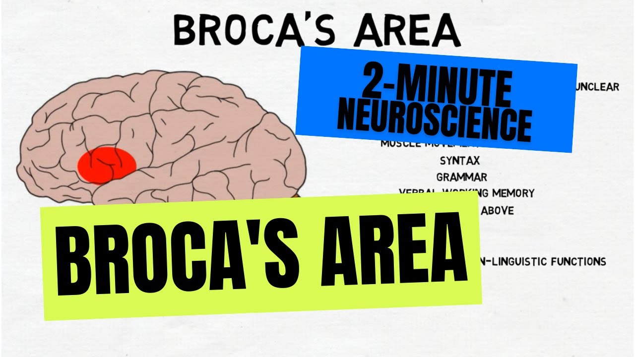 2-minutowa neurobiologia: Obszar Broki