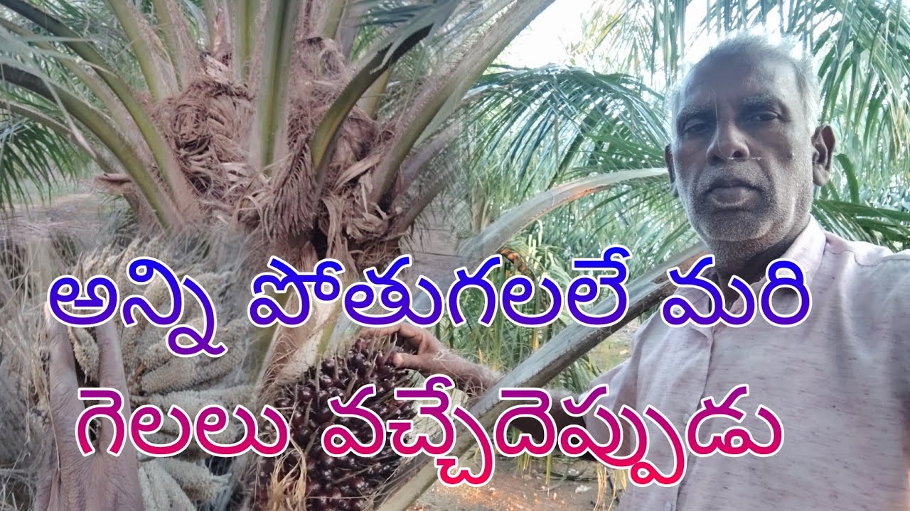 పామ్ఆయిల్ తోటలలో అన్ని పోతు గేలలే ఇంకా 6 నెలలు వరకు కటింగ్ రానట్టేనా ?