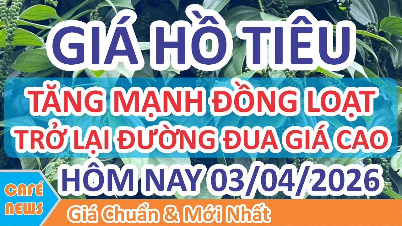 Gi&aacute; hồ ti&ecirc;u h&ocirc;m nay ng&agrave;y 03/04/2026 | Gi&aacute; Ti&ecirc;u Tăng Mạnh Đồng Loạt Bướt V&agrave;o Đường Đua Gi&aacute; Cao