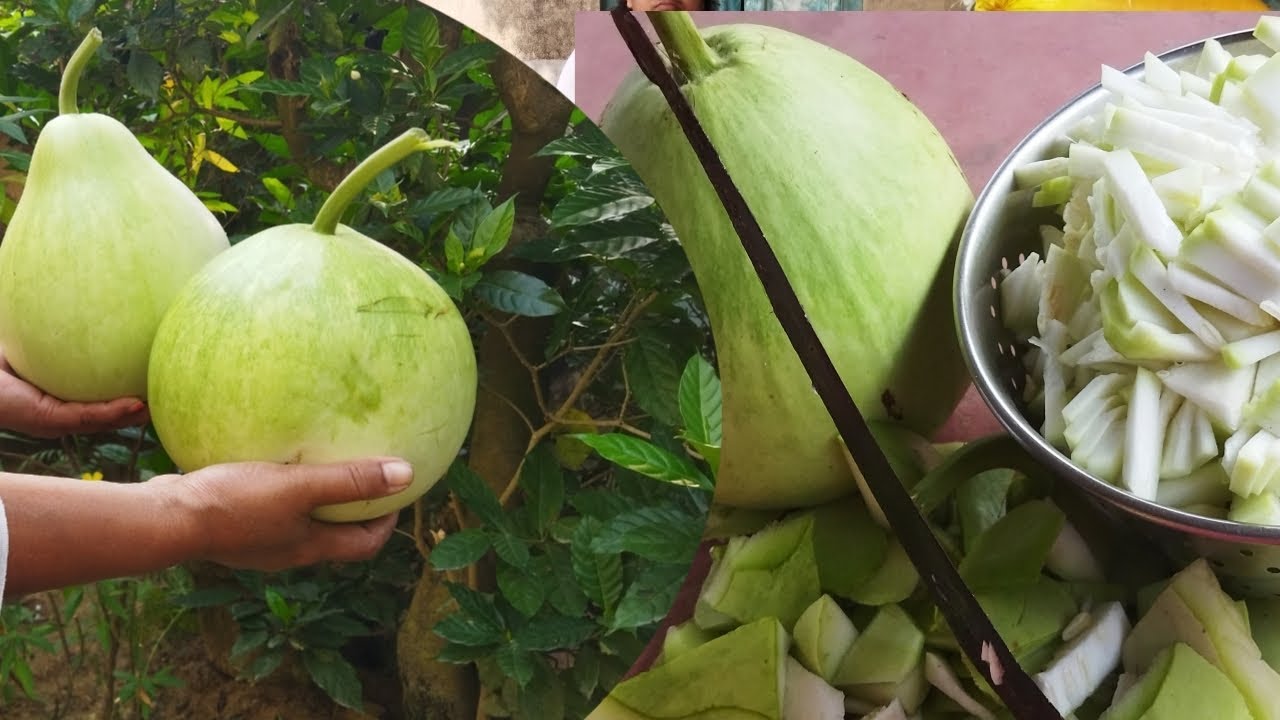 মাছের মাথা বা মুরো দিয়ে এই রেসিপি টি একবার বাড়িতে রান্না করে খান অসাধারণ খেতে।। Lau recipe😀