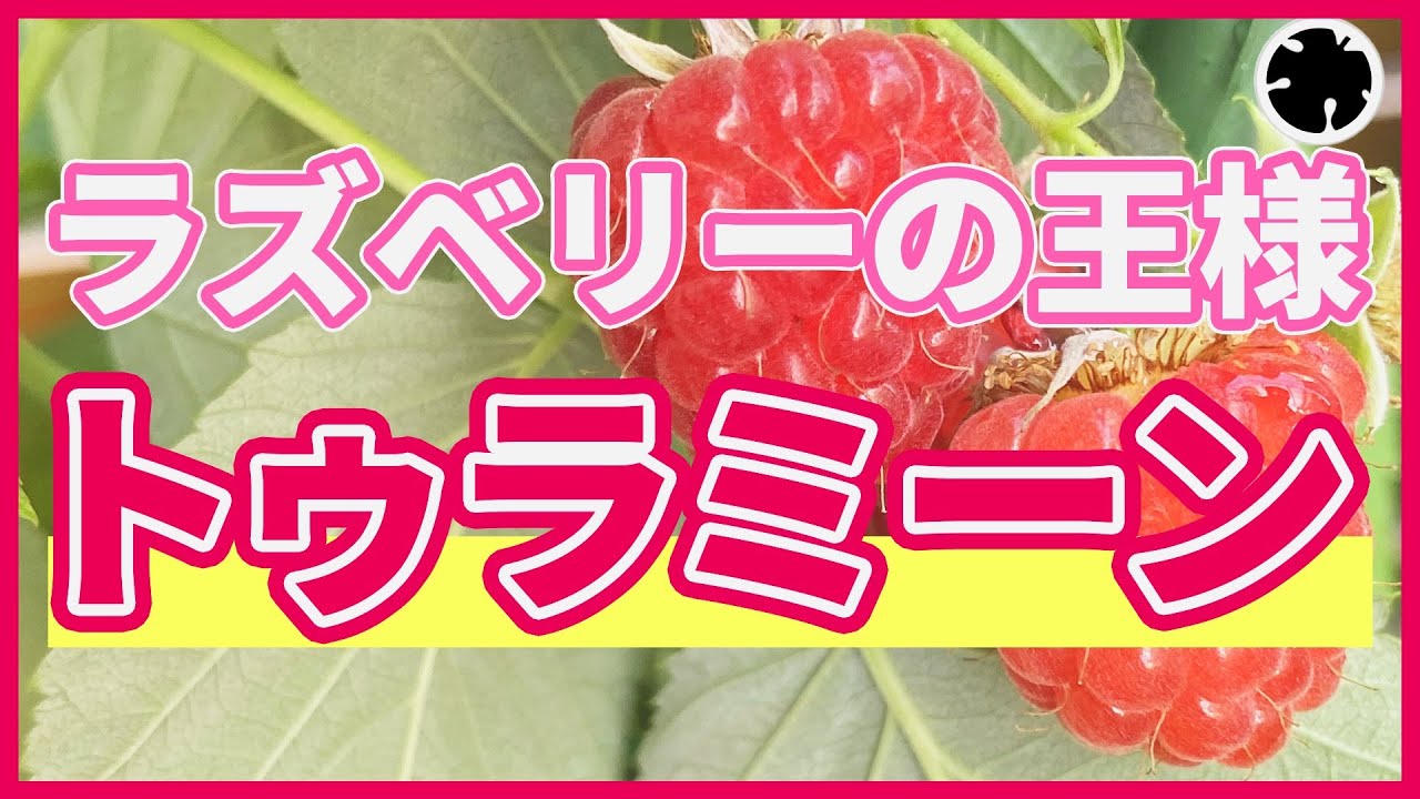 【Tulameen】激甘ラズベリー！「トゥラミーン」まさに正統派（育て方）