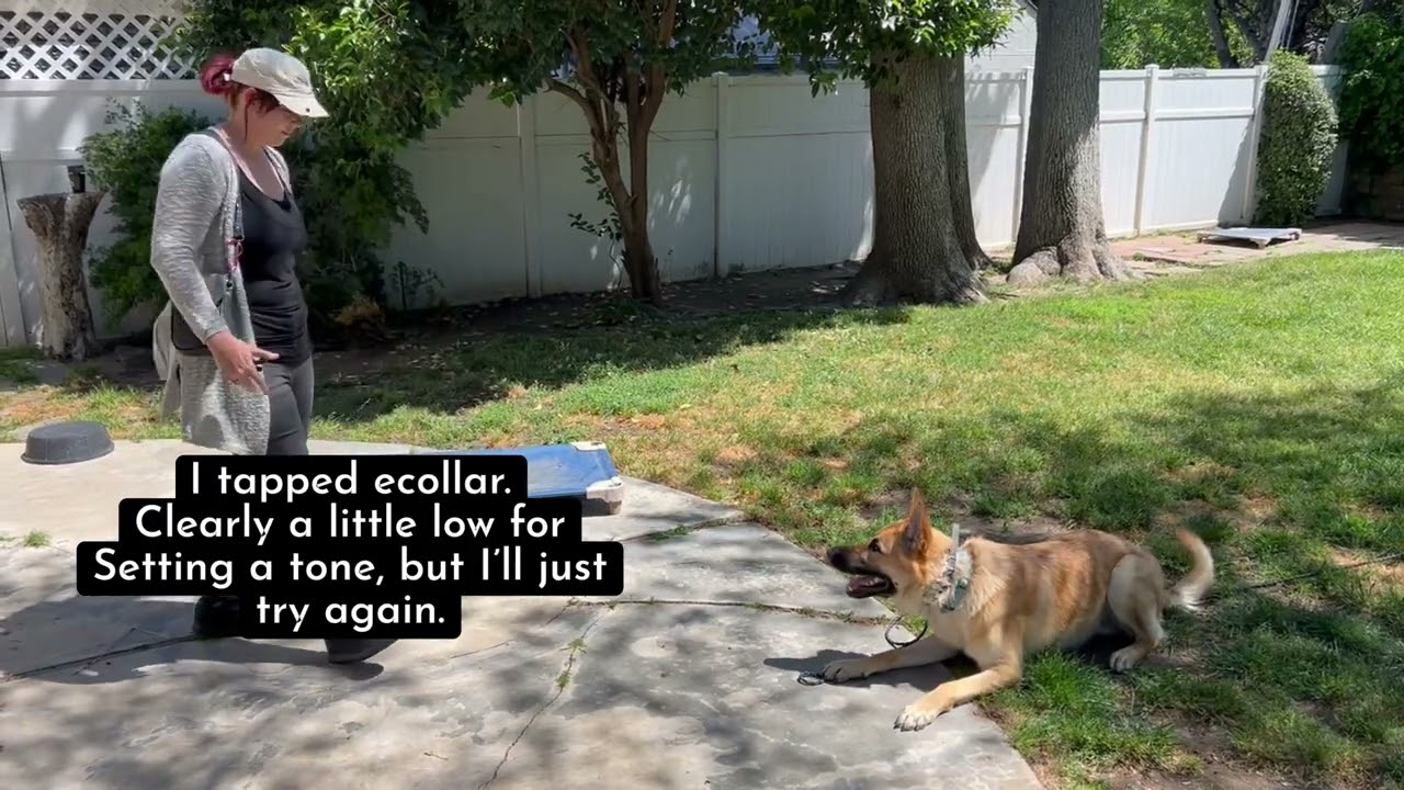 Using fetch to build impulse control with an anxious dog.
