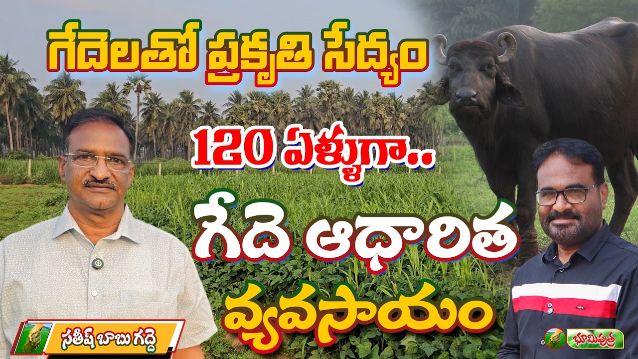 120 ఏళ్ళుగా గేదె ఆధారిత వ్యవసాయం | cattle based farming | bhumiputhra telugu