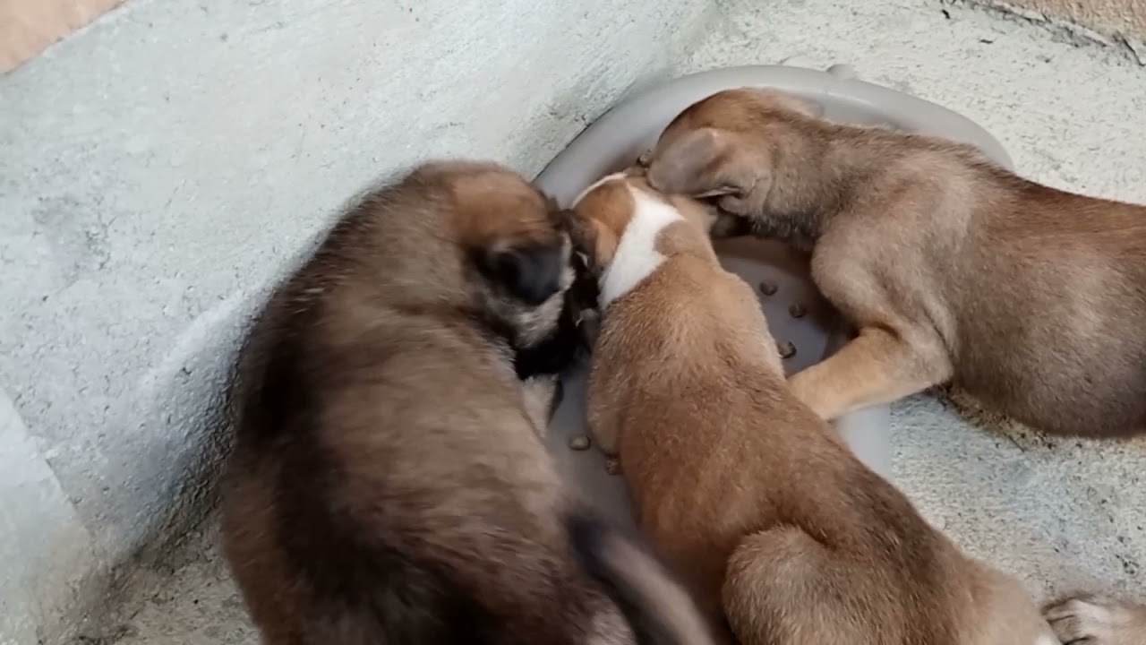 MY 2MONTHS OLD ASPIN PUPPIES | FEEDING TIME | MASTERJAY PH