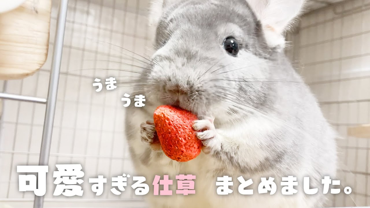 【チンチラ】あまりにも可愛すぎるチンチラの仕草まとめ【小動物・エキゾチックアニマル好き必見】