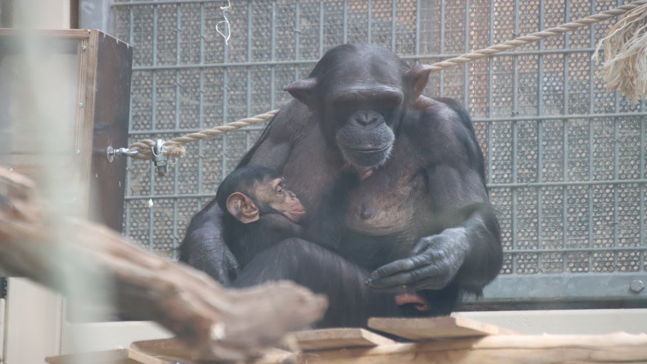 Chimpanzees Feedingtime (voedertijd) Zoo Antwerpen