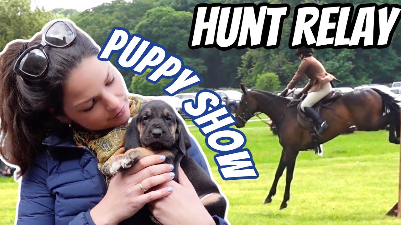 INTER HUNT RELAY HOUGHTON | BLOODHOUNDS PUPPY SHOW