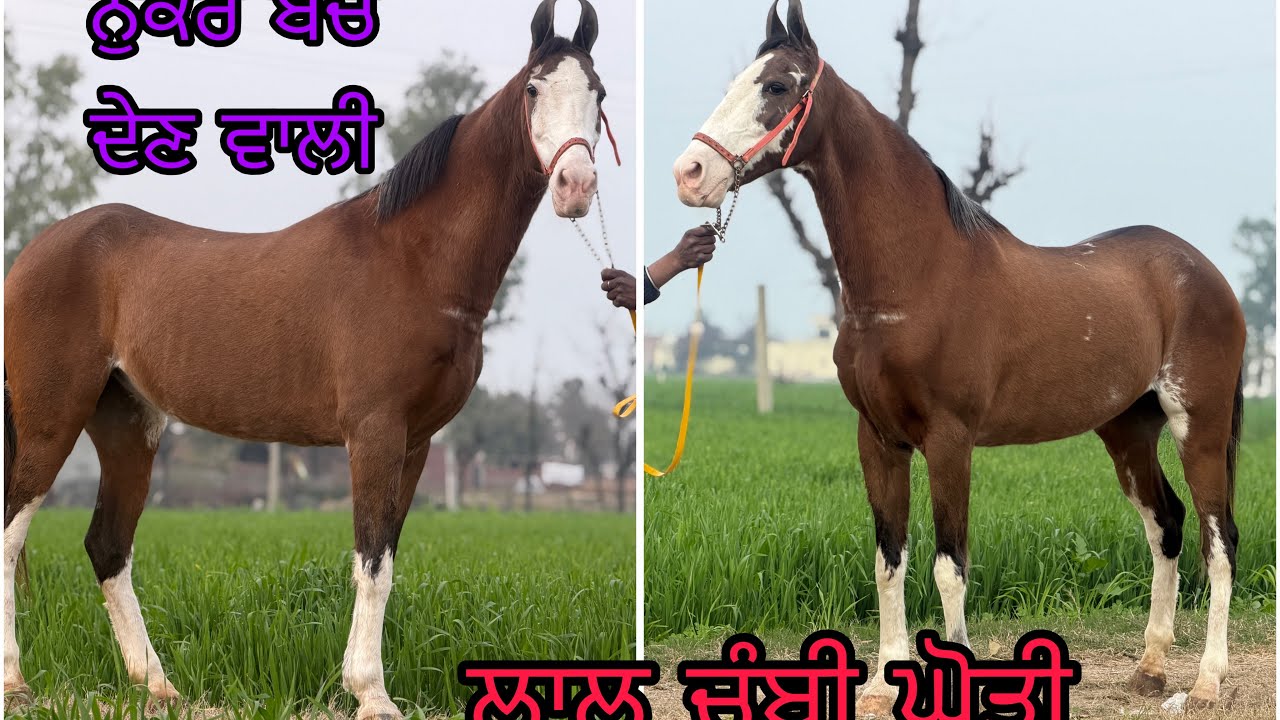 ਇੰਨੇ ਚ ਤੁਹਾਨੂੰ ਕਿਸੇ ਨੇ ਨੁਕਰੇ ਬੱਚੇ ਦੇਣ ਵਾਲੀ ਘੋੜੀ ਨੀ ਦੇਣੀ 