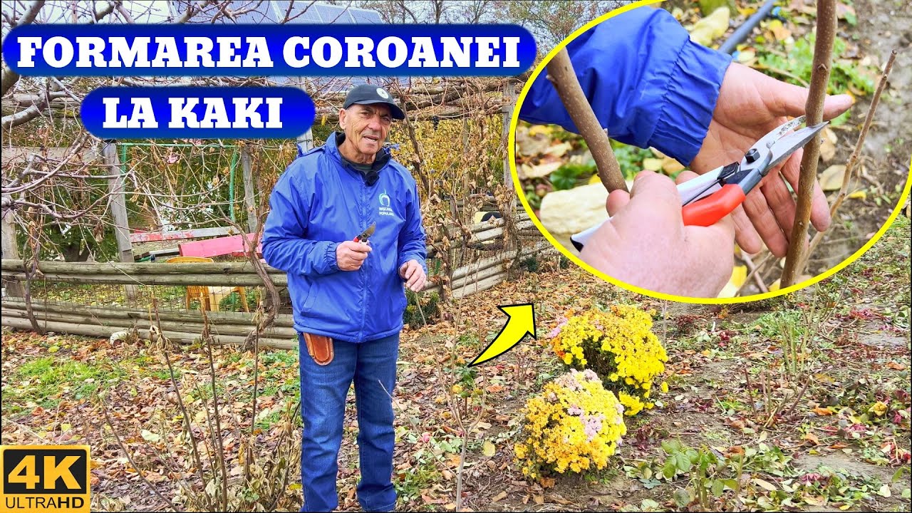 Formarea Coroanei la Kaki în Primii Ani de la Plantare!