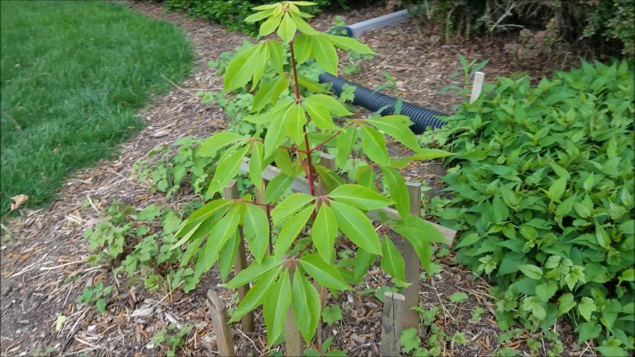 Buckeye tree comparison 20170427