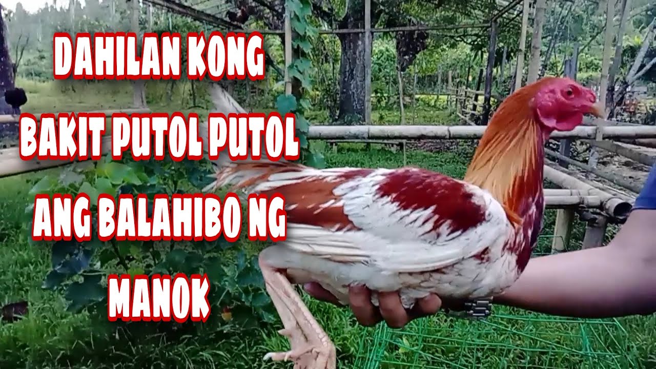 ANO ANG DAHILAN BAKIT PUTOL PUTOL ANG BALAHIBO NG MANOK🐓