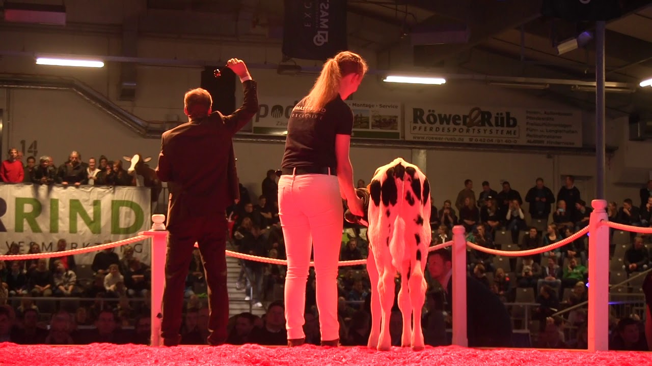 Das 120.000 Euro Kalb! MASTERRIND: Schau der Besten 2018