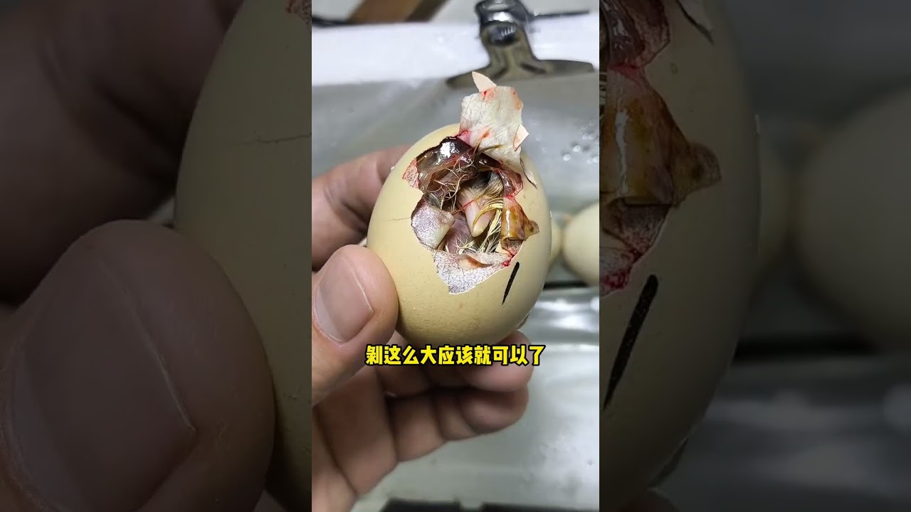A Complete record of Fresh Chicks Hatching (Manual Shelling Version with Small Head Peckin
