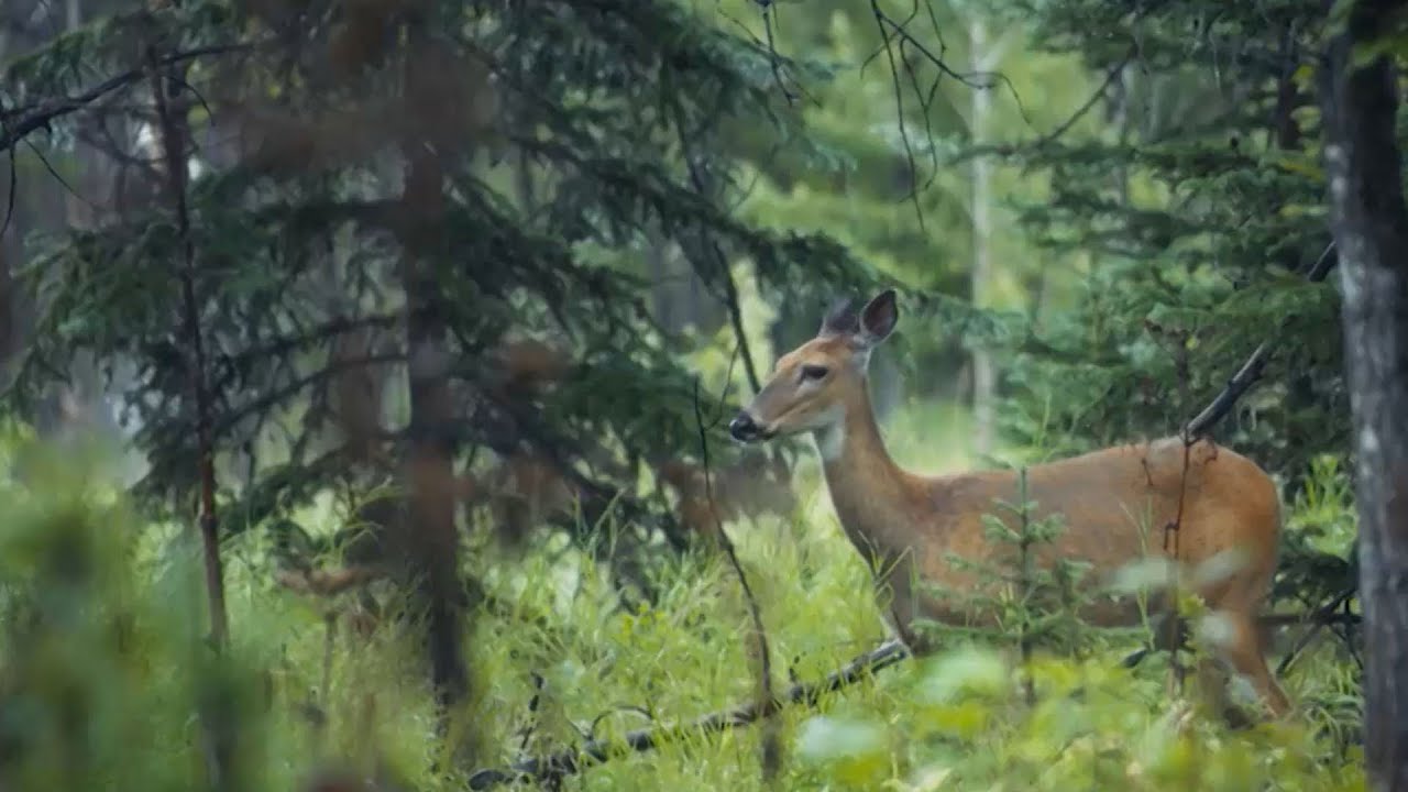 Schwer z&auml;hlbar: B&auml;ume verraten Wildbestand