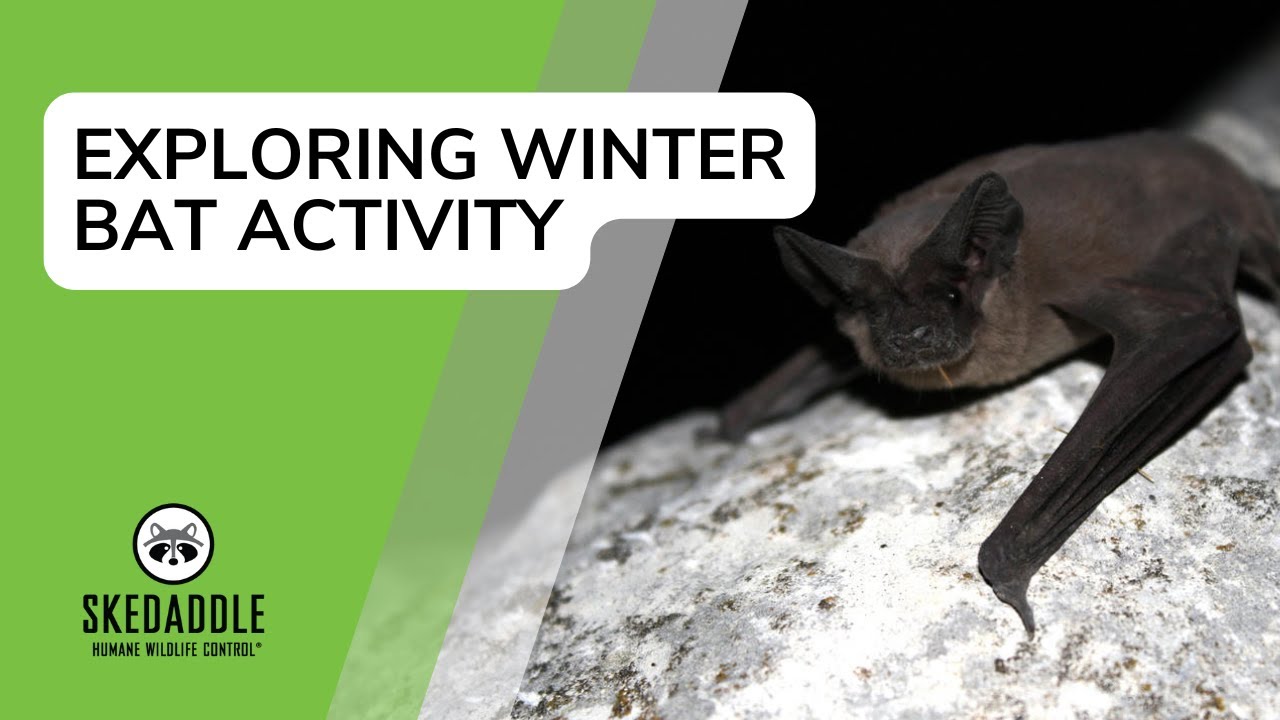 Exploring Winter Bat Activity With Skedaddle Humane Wildlife Control