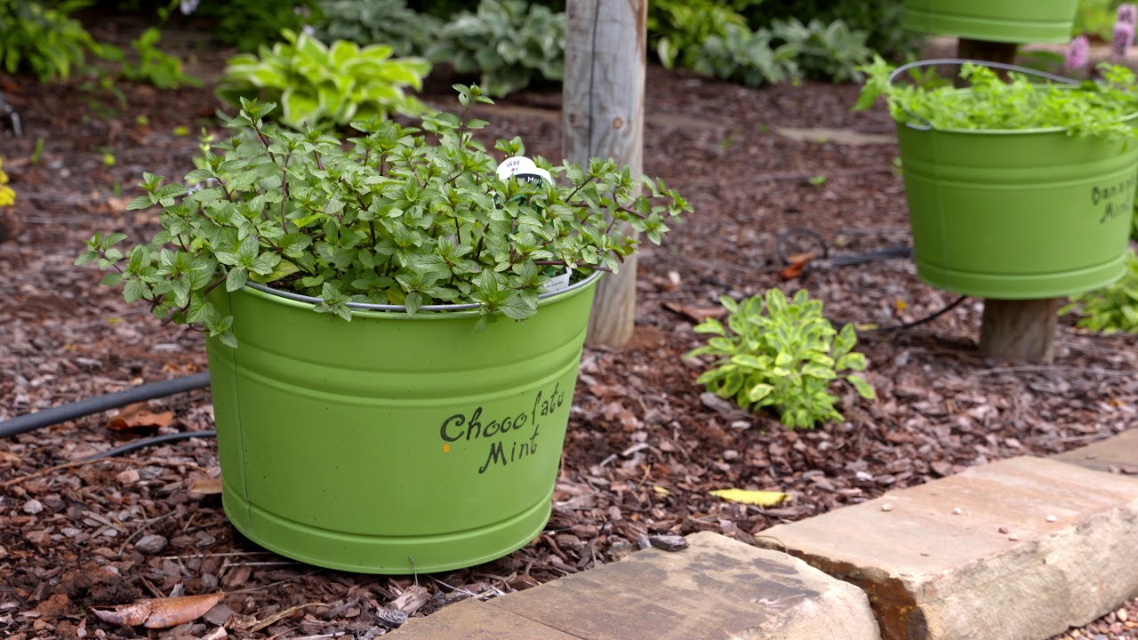 Taking a look at Mint Varieties: Top 5 Herbs