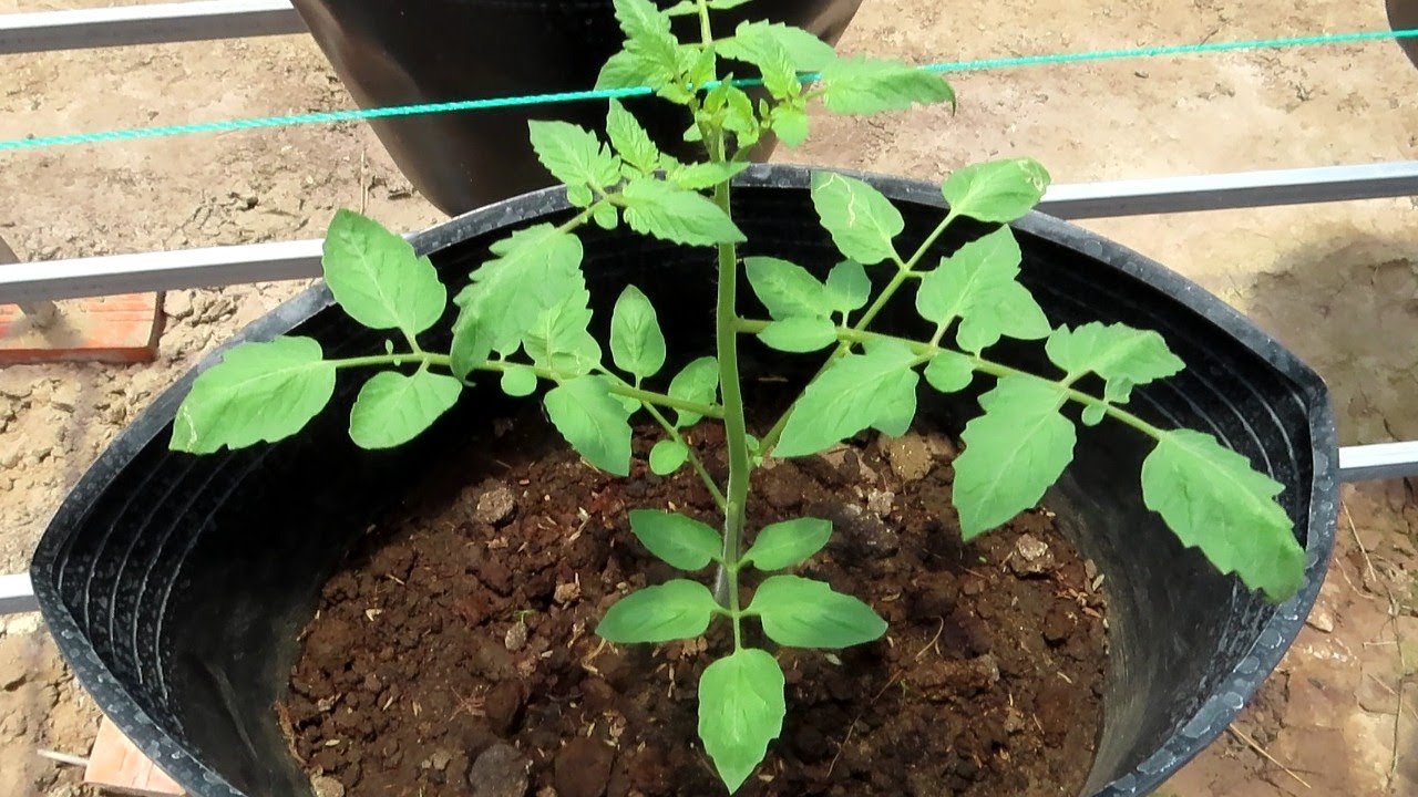 Cách tỉa cành cho cây cà chua | How do tomatoes grow?