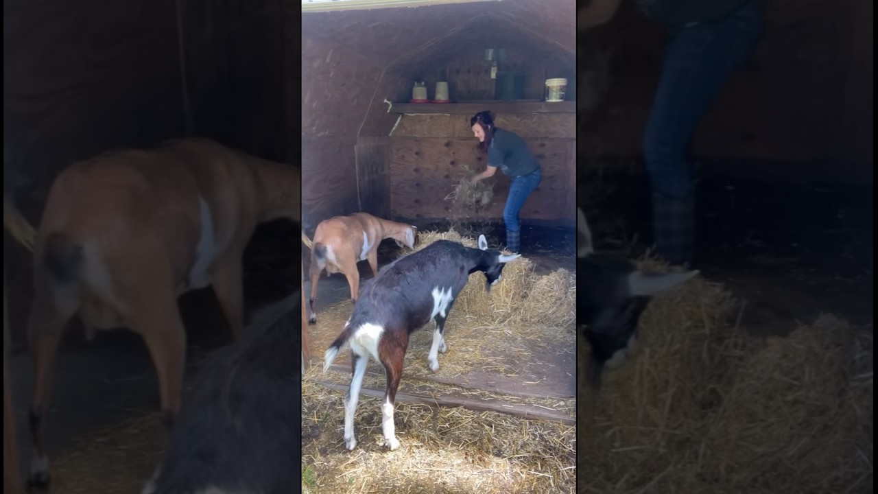 Come with me to clean out the barn #cleaning #clean #farmlife#country #cleaningmotivation