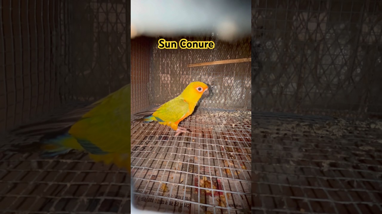 🌈 Sun Conure Parrot | Most Beautiful & Intelligent Pet Bird 🦜 