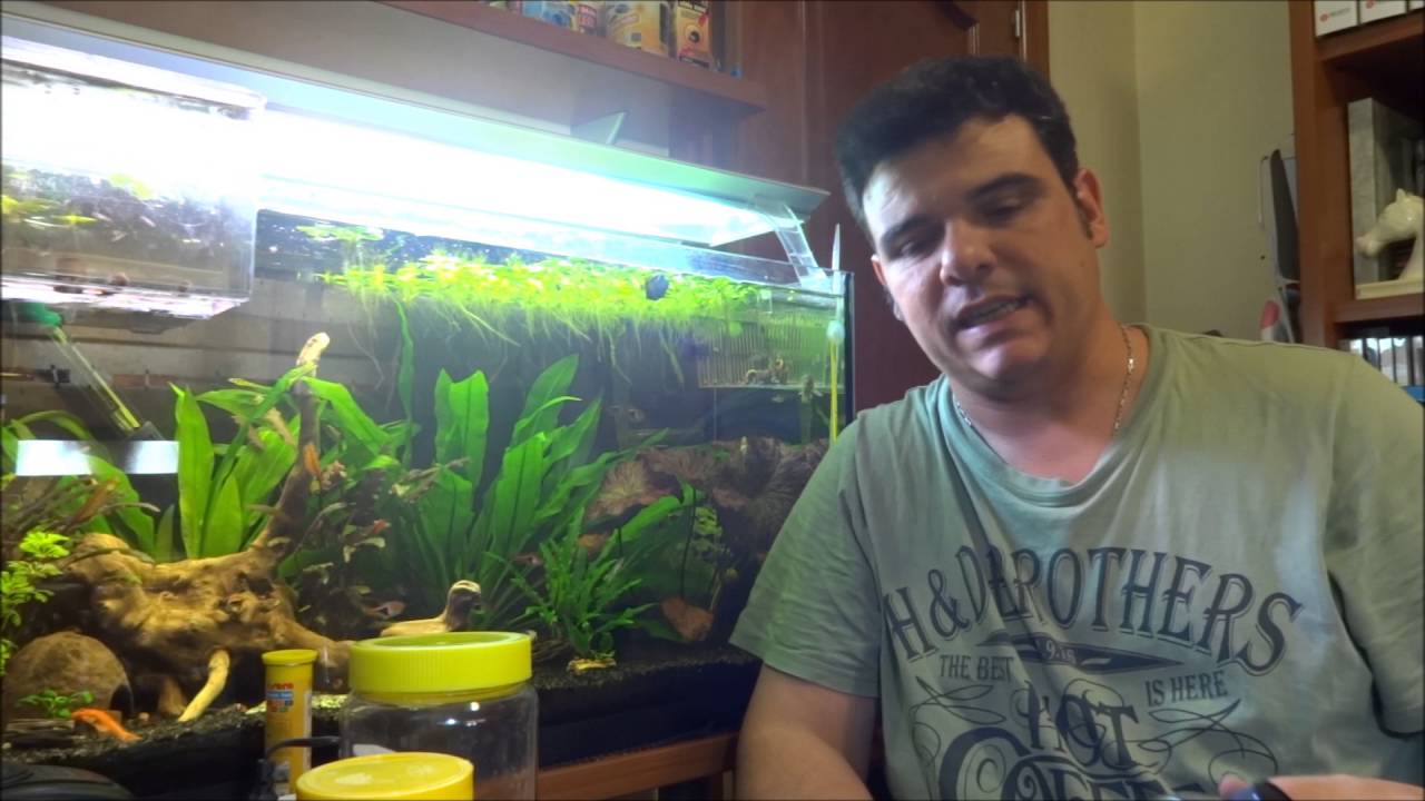 Rutinas de acuario: Alimentación #Acuariofilia básica para novatos Cap. 9