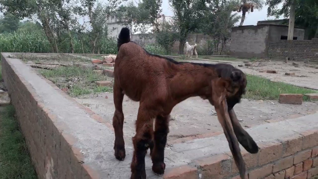 DDP Goats | Kids| Goats For Sale|Dera Din Panah Goats|03057007076