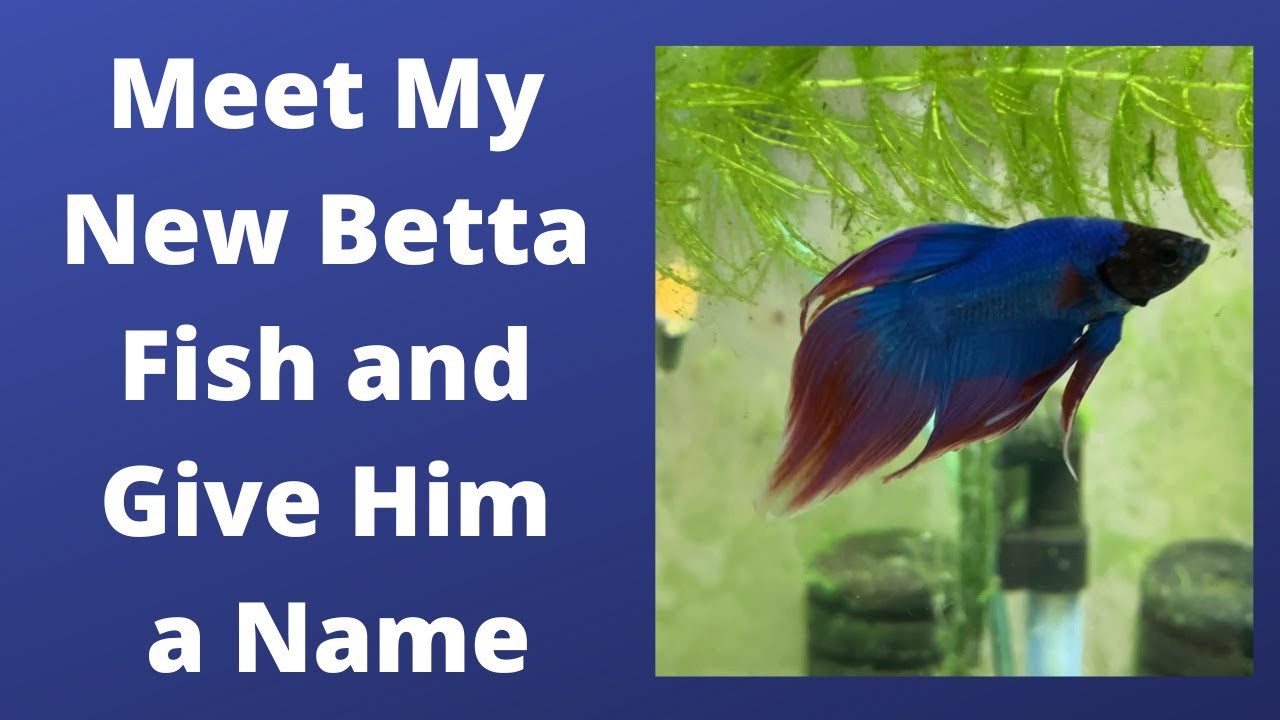 Meet My New Betta Fish and Give Him a Name
